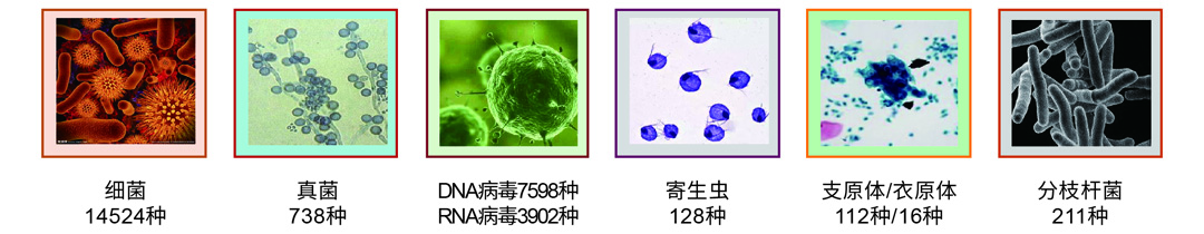 病原微生物-2.jpg